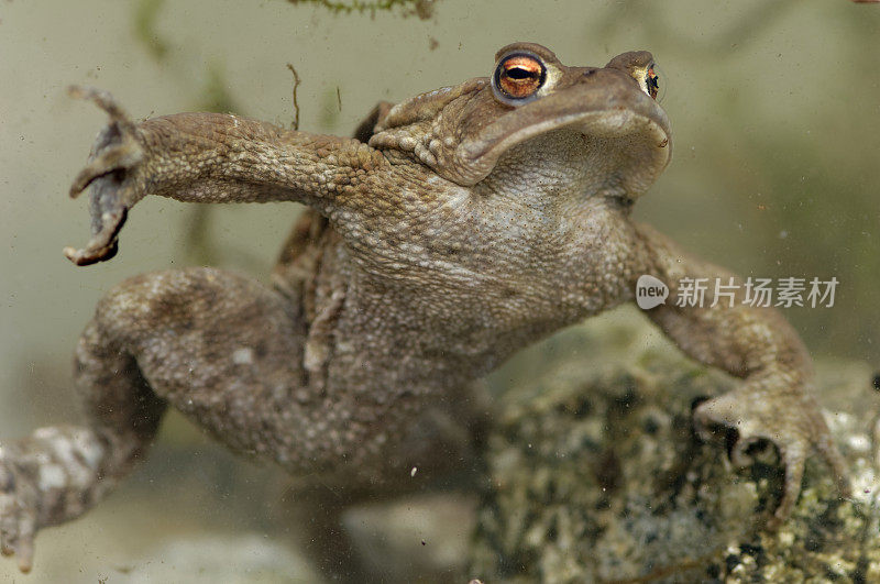 水下蟾蜍(Bufo Bufo)